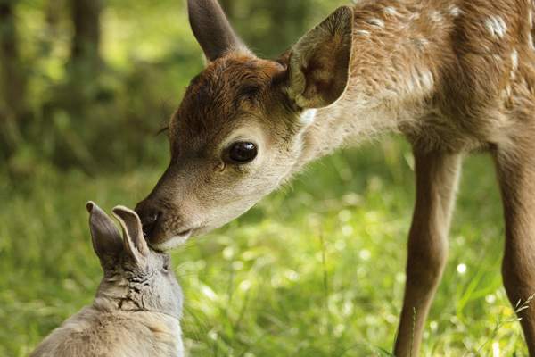 Bambi – Eine Lebensgeschichte aus dem Walde