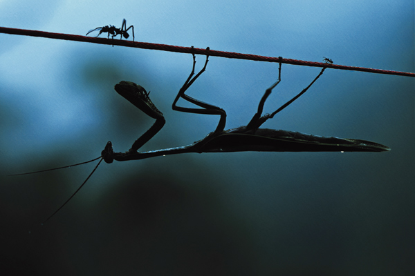 Filmdoku: Insekten – Helden im Verborgenen